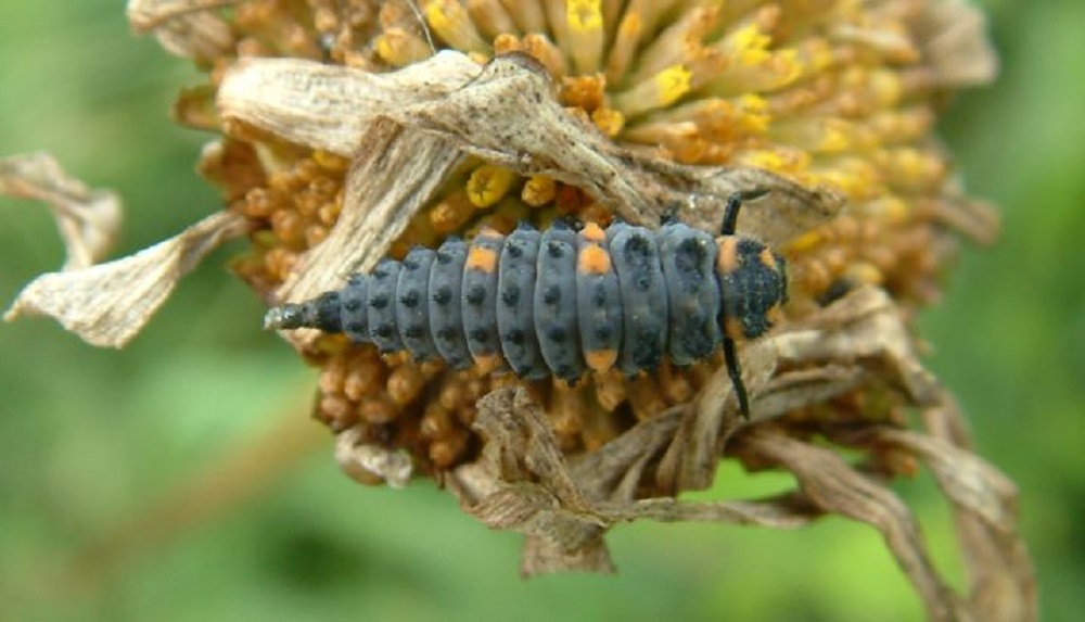 Larva of the seven-spot ladybird